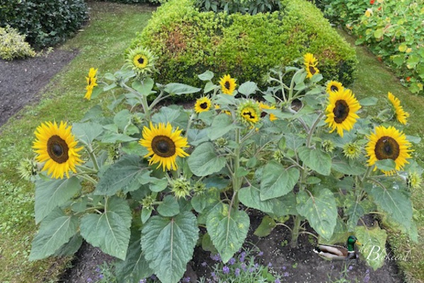 Lage zonnebloemen