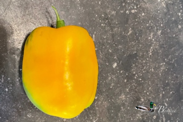 Op 3 november nog een paprika uit de kas!