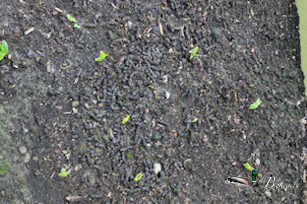 Tuinbonen komen op in de kas