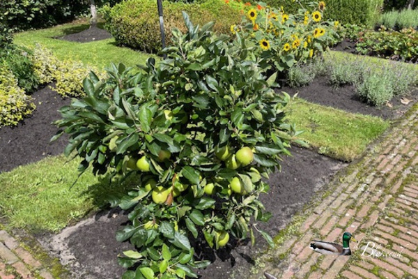 Vol met appels