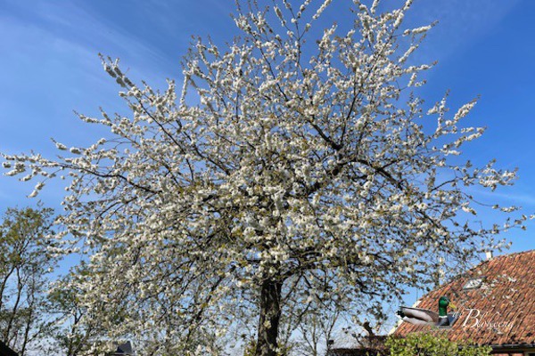 Wat een weelde aan bloesem